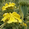 Phlomis fruticosa P22 (2)